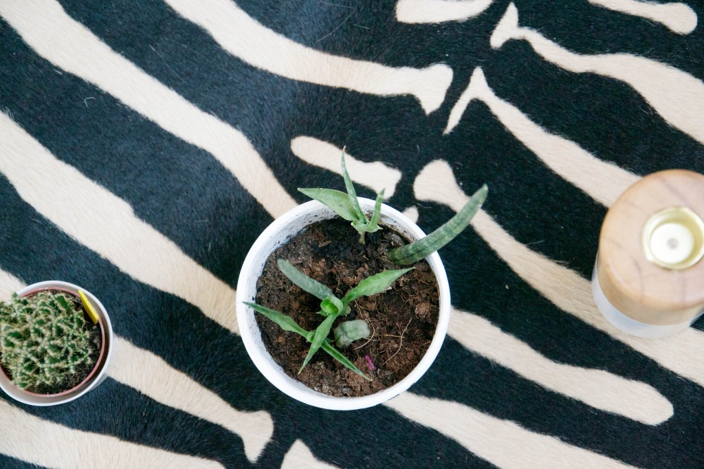 Cactus plantes grasses Dis vague