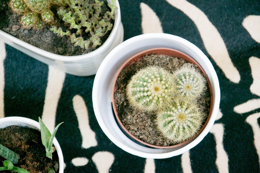 Cactus Dis vague