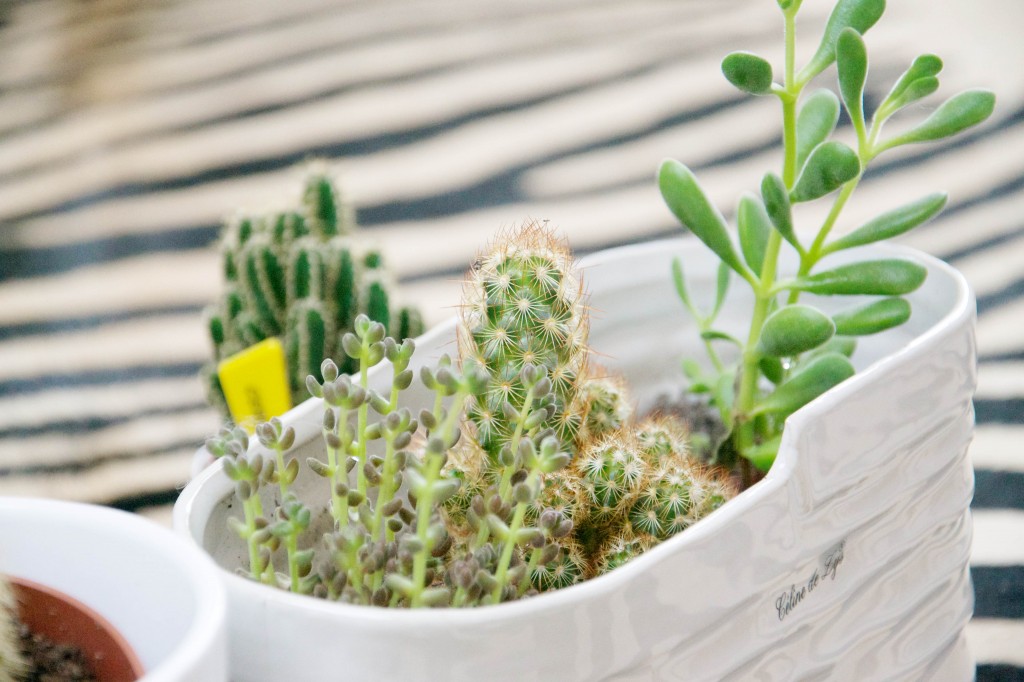 Cactus plantes grasses Dis vague