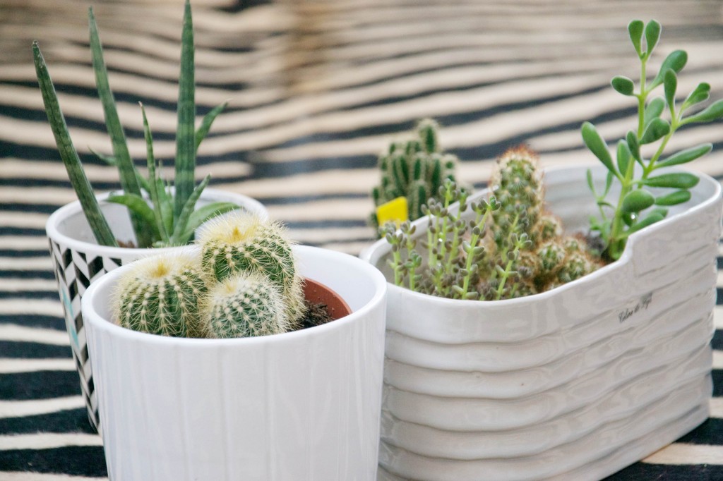 Cactus plantes grasses Dis vague